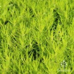 Sagina Subulata Aurea – Scotch Moss 19 Sagina Subulata Aurea – Scotch Moss -Bloom Field Shop apo scotch moss closeup