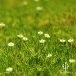 Sagina Subulata Aurea – Scotch Moss 21 Sagina Subulata Aurea – Scotch Moss -Bloom Field Shop apo scotch moss flowers