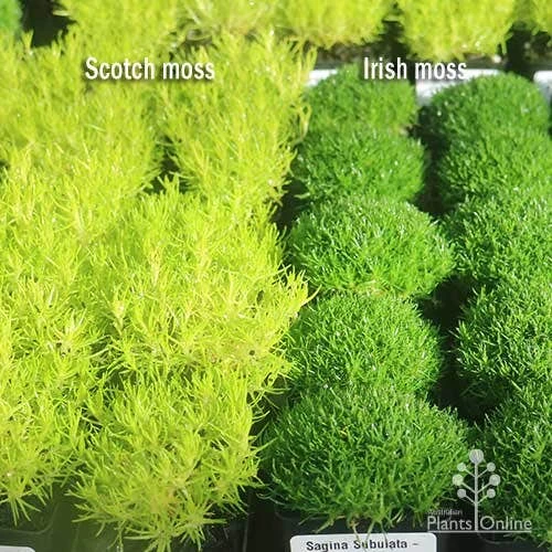 Sagina Subulata Aurea – Scotch Moss 13 Sagina Subulata Aurea – Scotch Moss - Image 11