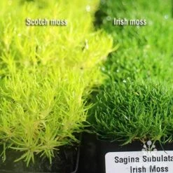 Sagina Subulata Aurea – Scotch Moss 18 Sagina Subulata Aurea – Scotch Moss -Bloom Field Shop apo scotch moss irish moss compared