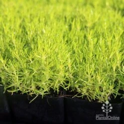 Sagina Subulata Aurea – Scotch Moss 16 Sagina Subulata Aurea – Scotch Moss -Bloom Field Shop apo scotch moss leaves