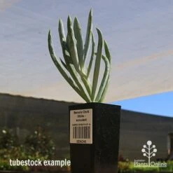 Senecio Chalk Sticks - Succulent -Bloom Field Shop apo seneci ochalk sticks tubestock sun