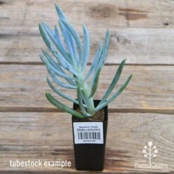 Senecio Chalk Sticks - Succulent -Bloom Field Shop apo senecio chalk staicks tubestock current