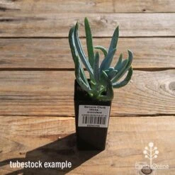 Senecio Chalk Sticks - Succulent -Bloom Field Shop apo senecio chalk sticks tubestock