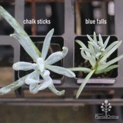 Senecio Chalk Sticks - Succulent -Bloom Field Shop apo senecio chalk sticks v blue falls 1