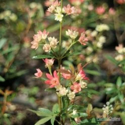 Ceratopetalum Shiraz - Christmas Bush -Bloom Field Shop apo shiraz ceratopetalum true flowers