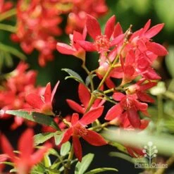 Ceratopetalum Shiraz - Christmas Bush -Bloom Field Shop apo shiraz christmas bush flowers