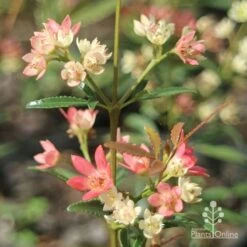 Ceratopetalum Shiraz - Christmas Bush -Bloom Field Shop apo shiraz christmas bush true flowers