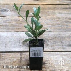 Convolvulus Cneorum - Silverbush 13 Convolvulus Cneorum - Silverbush -Bloom Field Shop apo silverbush tubestock top