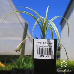 Liriope Silverlawn -Bloom Field Shop apo silverlawn liriope tubestock