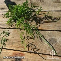 Pteris - Slender Brake Fern -Bloom Field Shop apo slender pteris tubestock flat