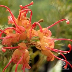 Grevillea Soopa Doopa 21 Grevillea Soopa Doopa -Bloom Field Shop apo soopa doopa closeup