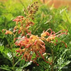 Grevillea Soopa Doopa 23 Grevillea Soopa Doopa -Bloom Field Shop apo soopa doopa flower and bud