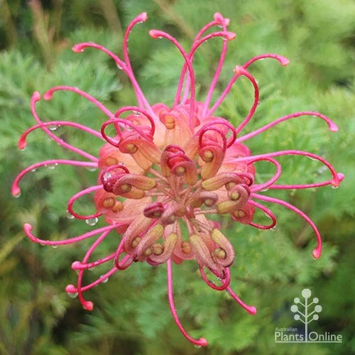 Grevillea Soopa Doopa 6 Grevillea Soopa Doopa - Image 4