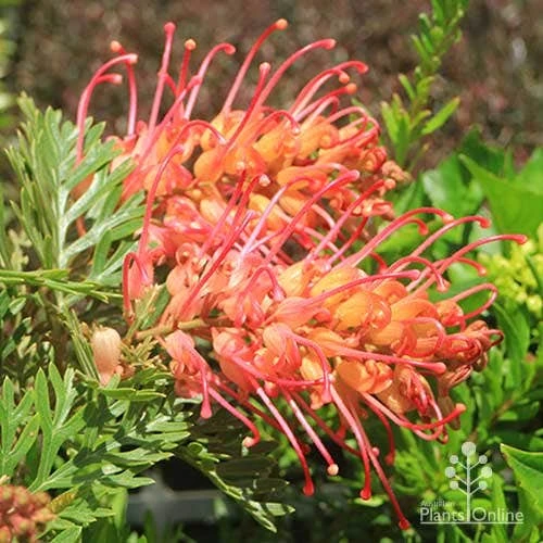 Grevillea Soopa Doopa 3 Grevillea Soopa Doopa