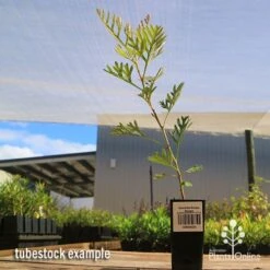 Grevillea Soopa Doopa 17 Grevillea Soopa Doopa -Bloom Field Shop apo soopa doopa tubestock