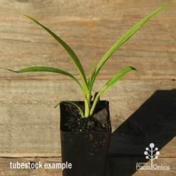 Spathoglottis Purple Haze - Native Orchid 7 Spathoglottis Purple Haze - Native Orchid -Bloom Field Shop apo spathoglottis purple haze tubestock