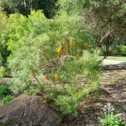 Banksia Spinulosa - Hairpin Banksia -Bloom Field Shop apo spinulosa in winter