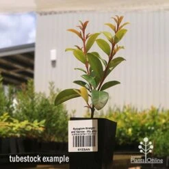 Syzygium Straight And Narrow - Lilly Pilly -Bloom Field Shop apo straight and narrow tubestock