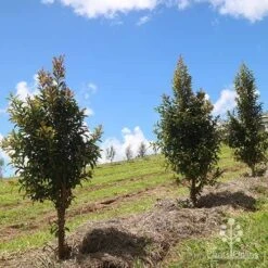 Syzygium Straight And Narrow - Lilly Pilly -Bloom Field Shop apo straight narrow nursery planting