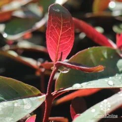 Eucalyptus Olida - Strawberry Gum 12 Eucalyptus Olida - Strawberry Gum -Bloom Field Shop apo strawberry gum dewdrop