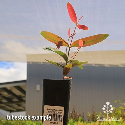 Eucalyptus Olida - Strawberry Gum 4 Eucalyptus Olida - Strawberry Gum - Image 2