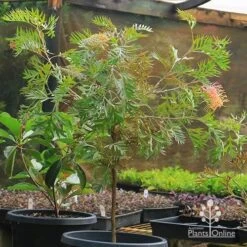 Grevillea Strawberry Pops 26 Grevillea Strawberry Pops -Bloom Field Shop apo strawberry pops grevillea motherstock pot