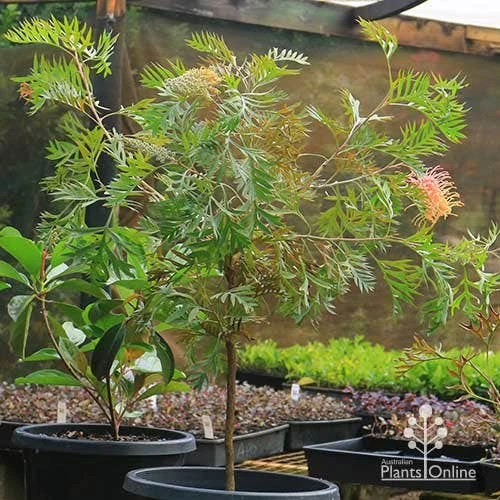 Grevillea Strawberry Pops 7 Grevillea Strawberry Pops - Image 5