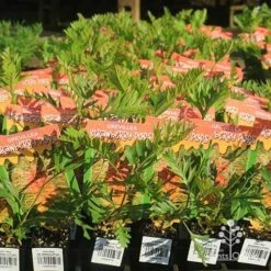 Grevillea Strawberry Pops 35 Grevillea Strawberry Pops -Bloom Field Shop apo strawberry pops grrevillea tubestock branded