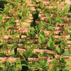 Grevillea Strawberry Pops 41 Grevillea Strawberry Pops -Bloom Field Shop apo strawberry pops grrevillea tubestock labelled