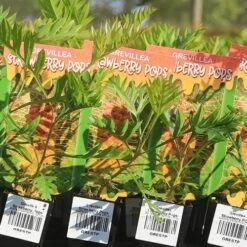 Grevillea Strawberry Pops 27 Grevillea Strawberry Pops -Bloom Field Shop apo strawberry pops grrevillea tubestock labels