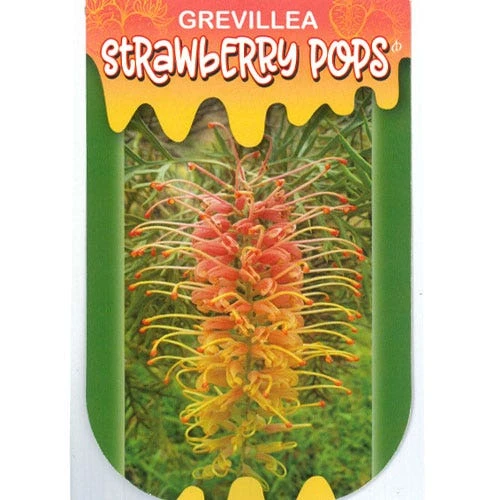 Grevillea Strawberry Pops 21 Grevillea Strawberry Pops - Image 19