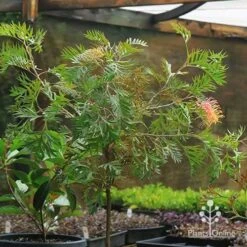 Grevillea Strawberry Pops 34 Grevillea Strawberry Pops -Bloom Field Shop apo strawberry pops motherstock pot