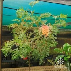 Grevillea Strawberry Pops 39 Grevillea Strawberry Pops -Bloom Field Shop apo strawberry pops motherstock young