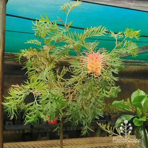 Grevillea Strawberry Pops 20 Grevillea Strawberry Pops - Image 18