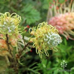 Grevillea Strawberry Sundae -Bloom Field Shop apo strawberry sundae flowerbuds