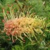 Grevillea Strawberry Sundae -Bloom Field Shop apo strawberry sundae grevillea flower