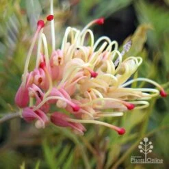 Grevillea Strawberry Sundae -Bloom Field Shop apo strawberry sundae grevillea shade and ant