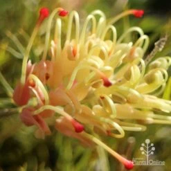 Grevillea Strawberry Sundae -Bloom Field Shop apo strawberry sundae grevillea sun
