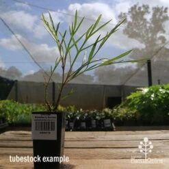 Grevillea Strawberry Sundae -Bloom Field Shop apo strawberry sundae tubestock side