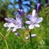 Agapanthus Streamline -Bloom Field Shop apo streamline agapanthus flowers