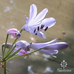 Agapanthus Streamline -Bloom Field Shop apo streamline backlit flower