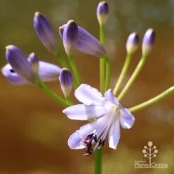 Agapanthus Streamline -Bloom Field Shop apo streamline flower closeup