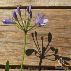 Agapanthus Streamline -Bloom Field Shop apo streamline flower shadow