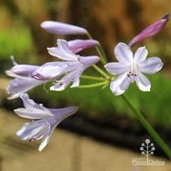 Agapanthus Streamline -Bloom Field Shop apo streamline november sun