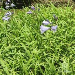 Agapanthus Streamline -Bloom Field Shop apo streamline plants