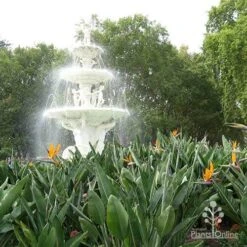Strelitzia Reginae - Bird Of Paradise -Bloom Field Shop apo strelitzia carlton gardens