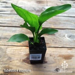 Strelitzia Reginae - Bird Of Paradise -Bloom Field Shop apo strelitzia tubestock top