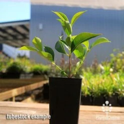 Acmena Sublime -Bloom Field Shop apo sublime tubestock smaller