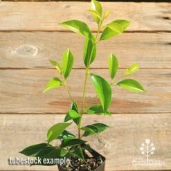 Acmena Sublime -Bloom Field Shop apo sublime tubestock top